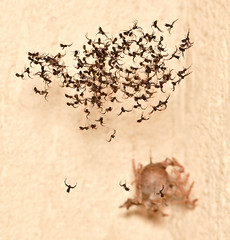 [Explored] Ogre spiderlings have hatched!