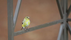American Goldfinch (Ypsilanti, Michigan) - 104/2021 307/P365Year13 4690/P365all-time (April 14, 2021)