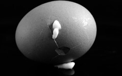 Leaking Egg