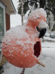 April 15, 2021 - Not weather for a flamingo. (Teddy Williams)