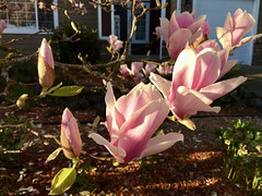 106/365: Magnolia in the Morning