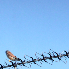 Common kestrel ♂, Falco tinnunculus, Tornfalk