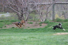 Visit with Runyon to Swift Run Dog Park (Ann Arbor, Michigan) -  106/2021 309/P365Year13 4692/P365all-time (April 16, 2021)