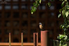 Common Redstart (Phoenicurus phoenicurus)