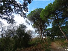 Sendero del Acebrón (Parque Nacional de Doñana)- Huelva( Spain)
