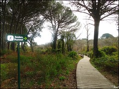 Sendero del Acebrón (Parque Nacional de Doñana)- Huelva( Spain)