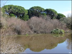 El Acebrón - Parque (Nacional de Doñana) - Huelva (Spain)