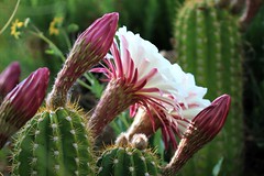 Argentine giant echinopsis blooms