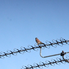 Common kestrel, Falco tinnunculus, Tornfalk