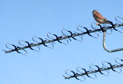 Common kestrel (m), Falco tinnunculus, Tornfalk