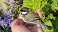 A lucky great tit!