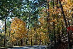 A Forest of Autumn Colors Along the West Mountain Dr in Hot Springs National Park