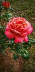 A rose in my garden ♥