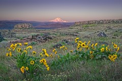 Sunrise Wildflowers Mt Hood 3280 B (Explored)