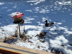 April 20, 2021 - Ducks getting breakfast in the snow. (David Canfield)