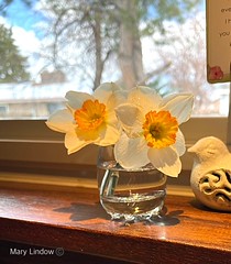 April 17, 2021 - Daffodils come in from the cold. (Mary Lindow)