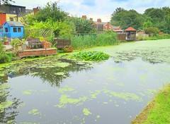 Weeds on the canal at Preston