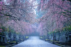 The approach of temple with the cherry blossoms