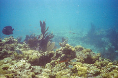 Reef Fish - 4