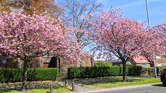 Pink blossom on the streets of Preston
