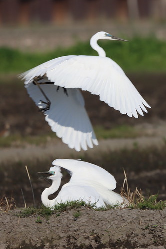 Love season of Great Egrets