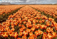 Tulipsfields (Noordwijkerhout, The Netherlands 2021)