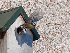 Nest Box In Use