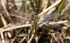 Four-spotted chaser teneral f