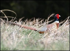 May 2, 2021 - A ring necked pheasant out for a walk. (Bill Hutchinson)