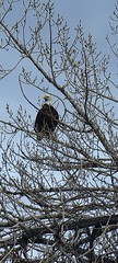 May 4, 2021 - Bald eagle just hanging out. (David Canfield)