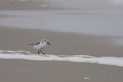 _DSC5943 Drieteenstrandloper : Becasseau sanderling : Calidris alba : Sanderling : Sanderling