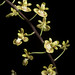 Phalaenopsis chibae T.Yukawa, Ann. Tsukuba Bot. Gard. 15: 19 (1996).