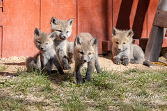 Fox kits make up a quartet of cuteness for Fox Friday