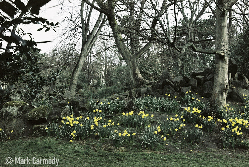 Spring bulbs in the park<br/>© <a href="https://flickr.com/people/84151258@N00" target="_blank" rel="nofollow">84151258@N00</a> (<a href="https://flickr.com/photo.gne?id=51165206415" target="_blank" rel="nofollow">Flickr</a>)