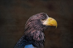Riesenseeadler - Giant Sea Eagle