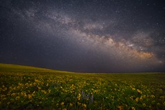 Milky Way Wildflower Field 3538 H (Explored)
