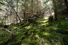 Forêt de Combe Noire