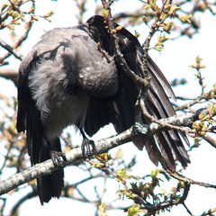 Preening - Hooded crow, Corvus cornix, Kråka