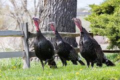 May 8, 2021 - A trio of turkeys in Eastlake. (Tony's Takes)