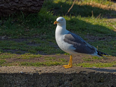 Yellow Legged Gull