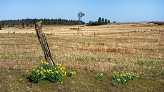 Daffodils Fence Windmill 3506 B
