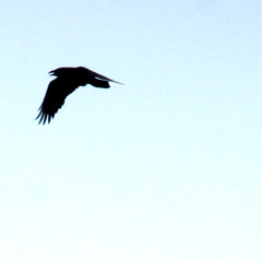 Common raven, Corvus corax, Korp