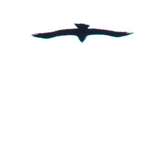 Common raven, Corvus corax, Korp