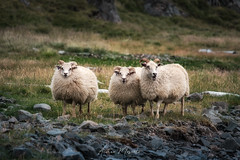 Icelandic Sheep - Vatnsnes (Iceland)