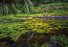 ***Tropical Pond Chilling in Late Afternoon
