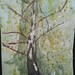 Birketræ, Spring. Watercolor.