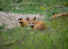 Fox cubs   |   Renardeaux