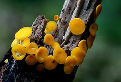 Yellow fairy cups (Bisporella citrina,)