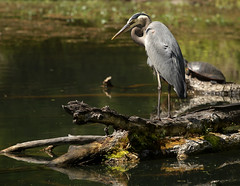 Great Blue heron bird -  Wormley Creek  Yorktown Virginia