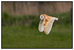 Barn Owl hunting in the Rain.